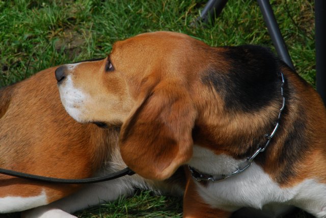 fête du club 18-06-2016