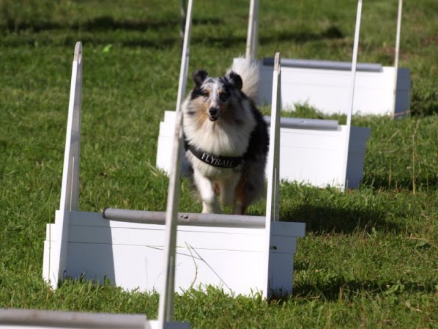 flyball-2009