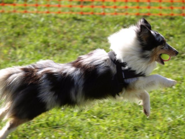 flyball-2009