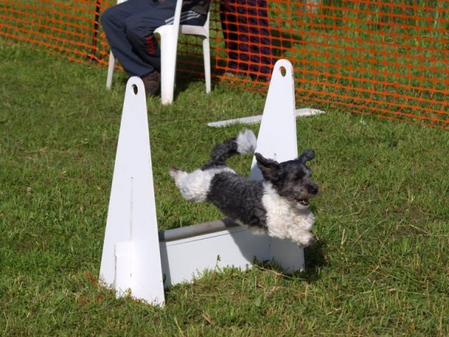 flyball-2009