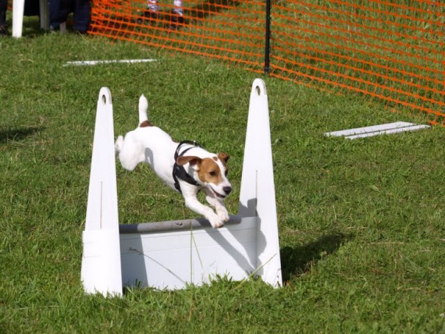 flyball-2009