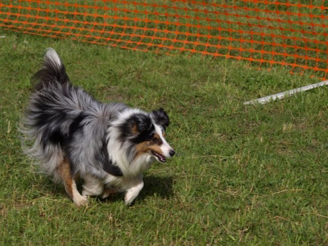 flyball-2009