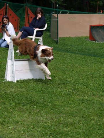 flyball-2009