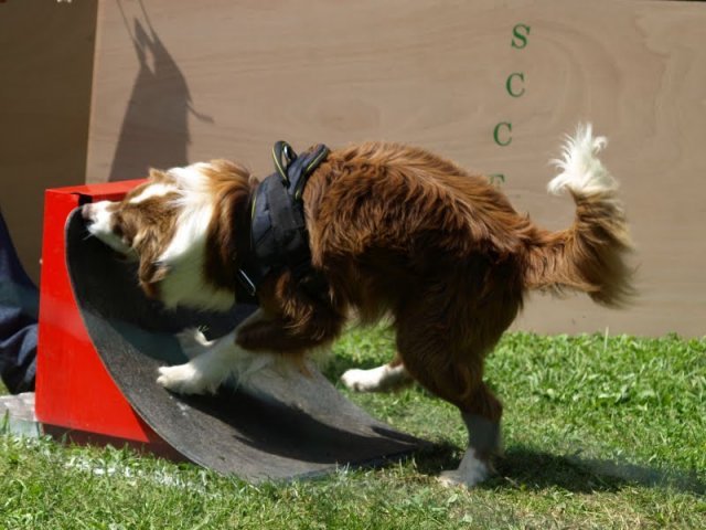 flyball-2009