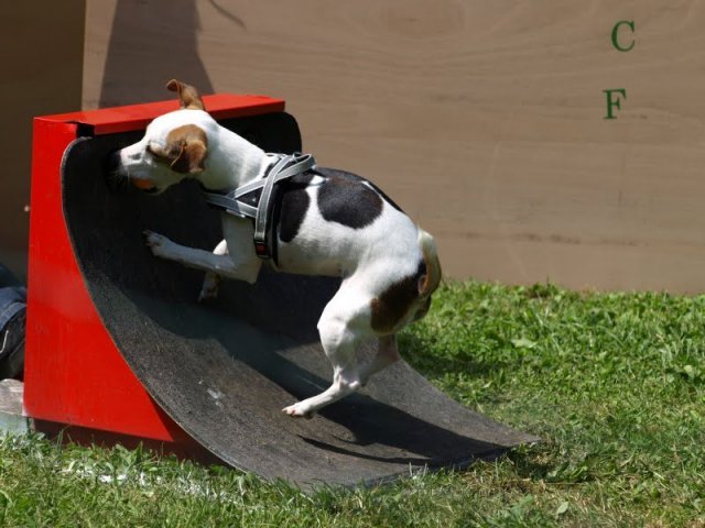 flyball-2009