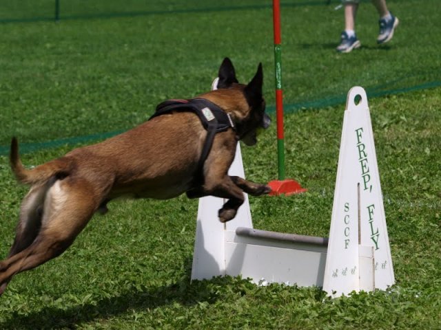 flyball-2009