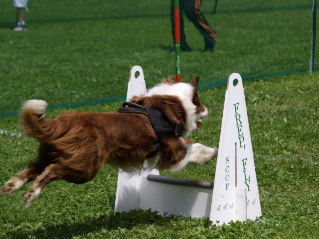 flyball-2009