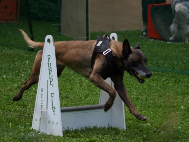flyball-2009