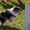 flyball-2009