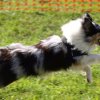flyball-2009