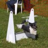 flyball-2009