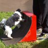 flyball-2009