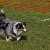 flyball-2009