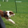 flyball-2009