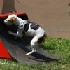 flyball-2009