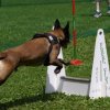 flyball-2009